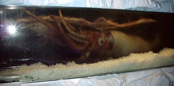image 004-giant-squid-exhibit-jpg