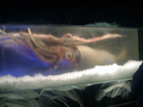 image 005-giant-squid-exhibit-jpg