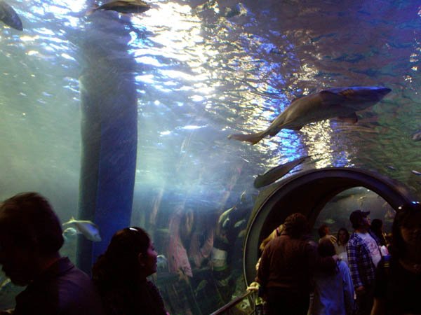 image 009-melbourne-aquarium-oceanarium-jpg