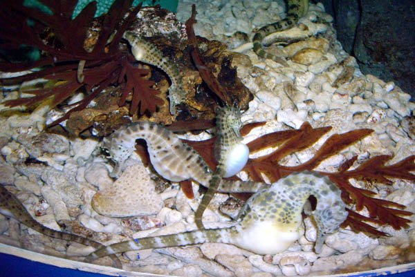 image 016-big-bellied-seahorses-jpg