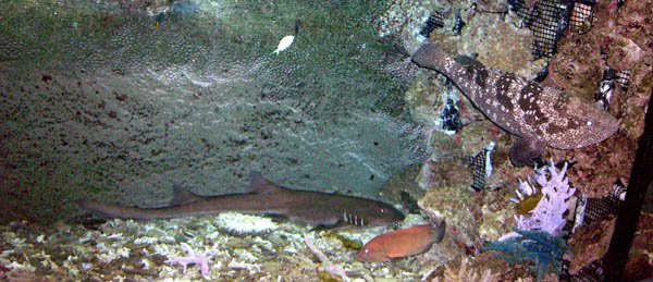 image 018-black-cod-and-small-shark-jpg