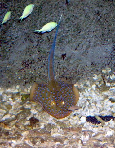 image 027-blue-spotted-stingray-dasyatis-kuhlii-jpg