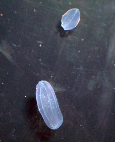 image 038-comb-jelly-ctenophores-beroe-jpg