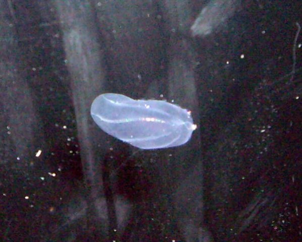 image 039-comb-jelly-ctenophores-beroe-jpg