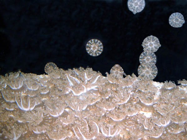 image 045-upside-down-sea-jelly-cassiopeia-xamachana-jpg