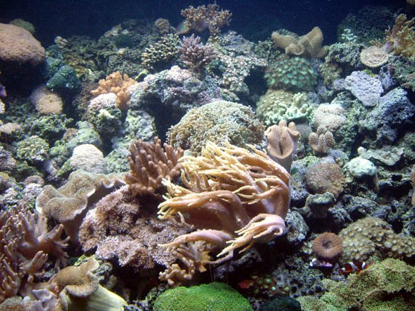 image 047-anemones-and-corals-jpg