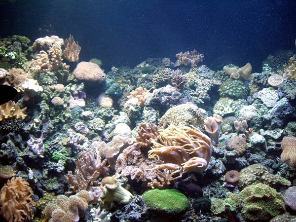 image 048-anemones-and-corals-jpg