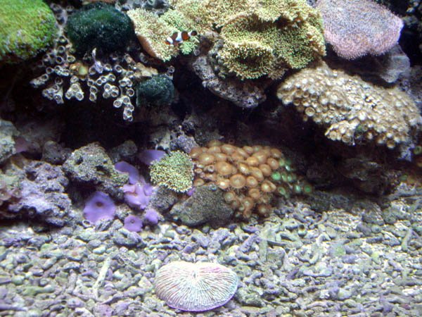 image 051-anemones-and-corals-jpg