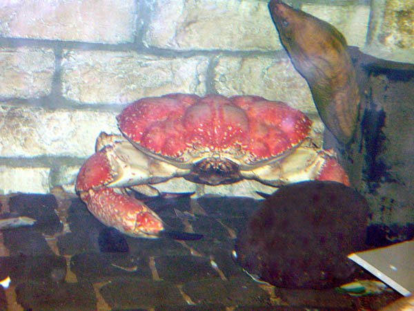image 057-giant-crab-pseudocarcinus-gigas-king-crab-with-green-moray-eel-head-showing-jpg