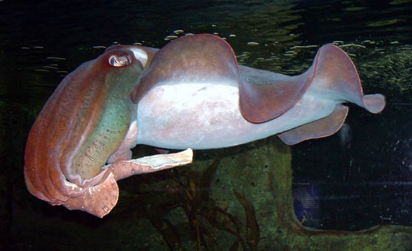 image 060-red-cuttlefish-sepia-spp-jpg