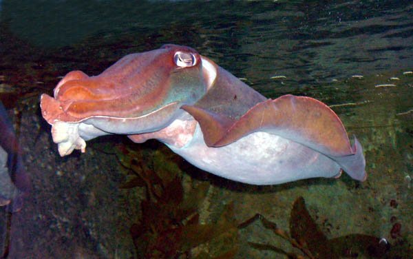 image 061-red-cuttlefish-sepia-spp-jpg