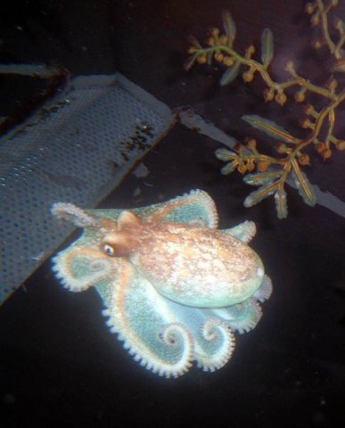image 062-pale-octopus-jpg