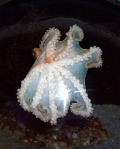 image 063-pale-octopus-jpg