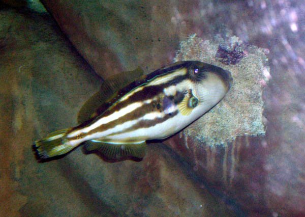 image 067-juvenile-yellow-finned-leatherjacket-jpg
