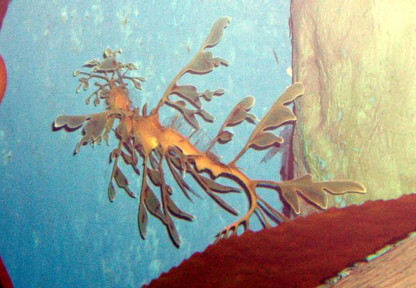 image 068-leafy-seadragon-phycodurus-eques-jpg