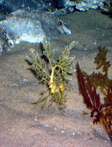 image 069-leafy-seadragon-phycodurus-eques-jpg