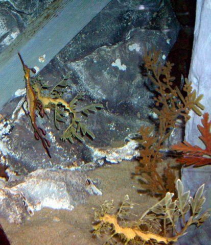 image 070-leafy-seadragon-and-weedy-seadragon-phyllopteryx-taeniolatus-jpg