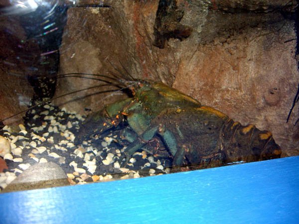 image 077-spiny-freshwater-crayfish-jpg