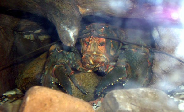 image 079-spiny-freshwater-crayfish-face-jpg