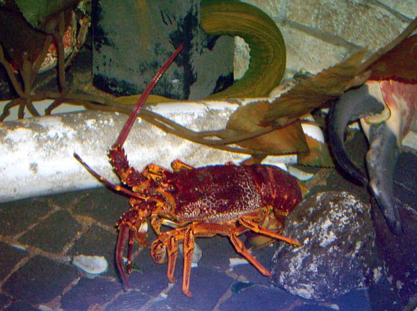 image 080-red-spiny-lobster-or-southern-rock-lobster-jasus-edwardsii-crayfish-jpg