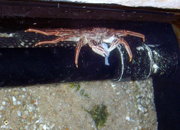 image 087-rock-pool-crab-feeding-jpg