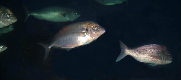 image 090-trevally-pseudocaranx-dentrex-and-p-wrighti-centre-and-squire-right-jpg