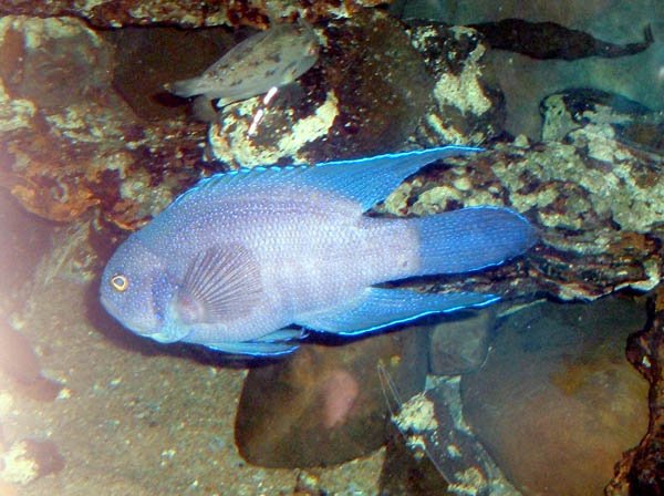 image 094-southern-blue-devil-paraplesiops-meleagris-jpg