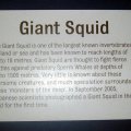 image 006-giant-squid-info-jpg