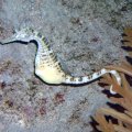 image 014-big-bellied-seahorse-jpg