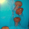 image 036-brown-sea-nettle-jpg