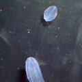 image 038-comb-jelly-ctenophores-beroe-jpg