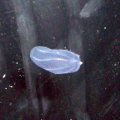 image 039-comb-jelly-ctenophores-beroe-jpg