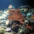 image 049-anemones-and-corals-jpg