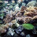 image 050-anemones-and-corals-jpg