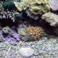 image 051-anemones-and-corals-jpg