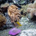 image 052-anemones-corals-with-beaked-coralfish-6-jpg