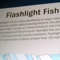 image 056-flashlight-fish-info-jpg