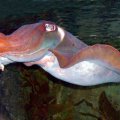 image 061-red-cuttlefish-sepia-spp-jpg