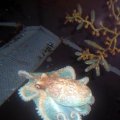 image 062-pale-octopus-jpg