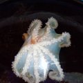 image 063-pale-octopus-jpg