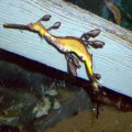 image 072-weedy-seadragon-phyllopteryx-taeniolatus-jpg