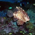 image 073-lionfish-scorpion-fish-pterois-volitans-jpg