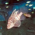 image 074-lionfish-jpg