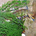 image 075-mantis-shrimp-squilla-species-head-hidden-in-weeds-jpg