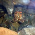 image 079-spiny-freshwater-crayfish-face-jpg