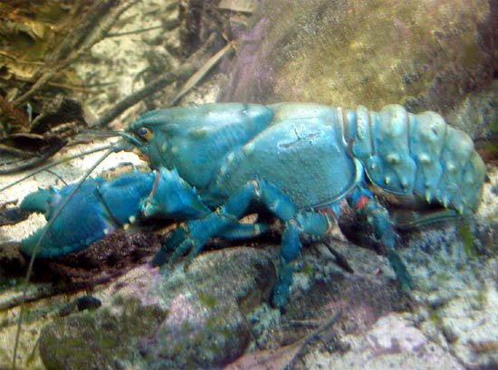 image 003-spiny-freshwater-crayfish-jpg
