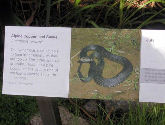 image 004-alpine-copperhead-snake-info-jpg