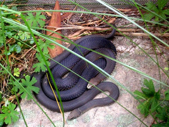image 005-alpine-copperhead-snakes-jpg
