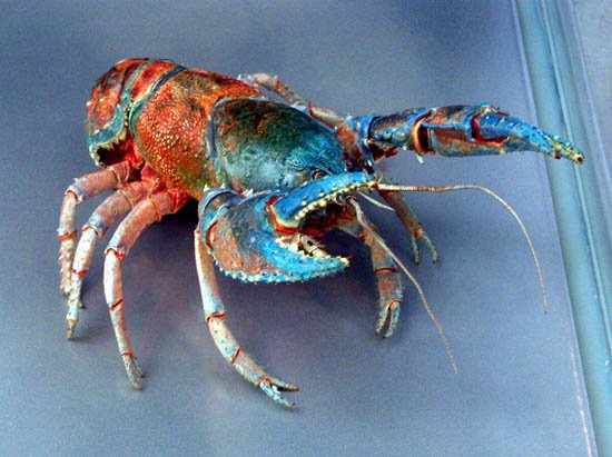 image 007-spiny-freshwater-crayfish-specimen-jpg