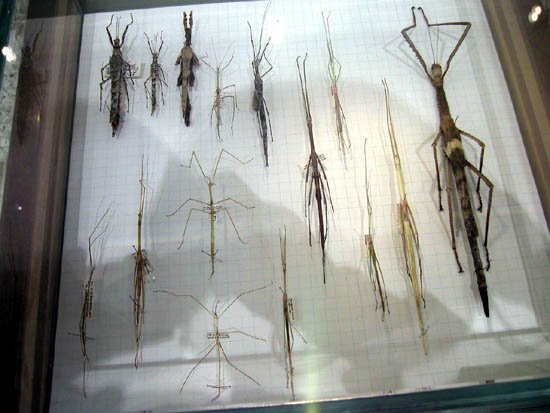 image 011-stick-insects-specimens-jpg